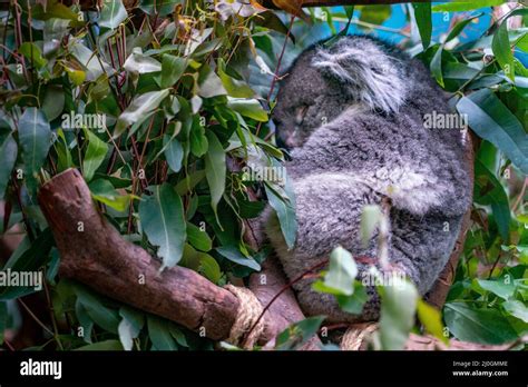The View Of Sleeping Koala Stock Photo Alamy