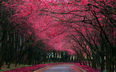 Free Download Pink Trees Wallpaper Sf Wallpaper 1920x1080 For Your