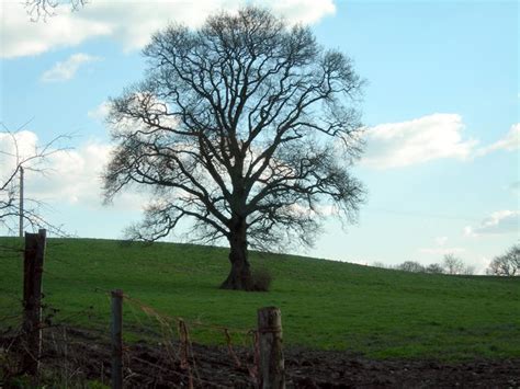 The Lonely Tree © Jim Goldsmith Geograph Britain And Ireland