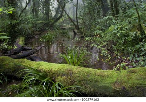 Tropical Mountain Forest Stock Photo 100279163 Shutterstock