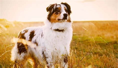In spite of its name, this breed was most likely fostered somewhere in the pyrenees mountains between france and spain. Australian Shepherd Puppies For Sale | Greenfield Puppies