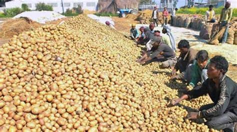 Cultivation Under Contract West Bengal Shows The Way In Win Win Potato