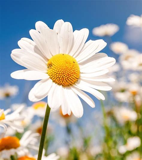 Top Most Beautiful Daisy Flowers Flowers Photography Daisy Flower