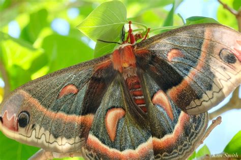 North Americas Stunning And Largest Moth The Cecropia And Why These