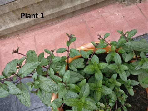 Identifying Mint Plant Varieties