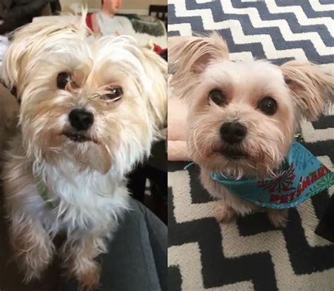 20 Best Morkie Haircuts For Dog Lovers The Paws