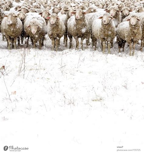 The Mean Winter Sheep A Royalty Free Stock Photo From Photocase