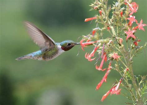 Hummingbirds are a joy to see in the garden as they whiz about from flower to flower, bringing additional color and movement into the yard. 37 Flowers That Attract Hummingbirds To Keep In Your ...