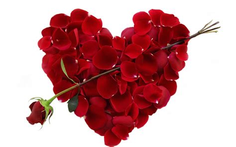 Heart Shaped Flowers Images Hd Best Flower Site