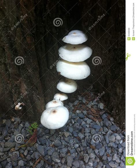 White Mushrooms Stock Photo Image Of White Mushrooms 55468400