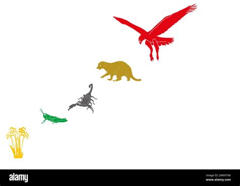 Food Chain Animals Illustration Hi Res Stock Photography And Images Alamy