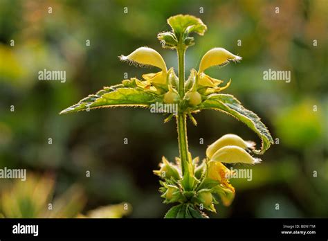 Yellow Archangel Lamium Galeobdolon In Flower In Spring Stock Photo