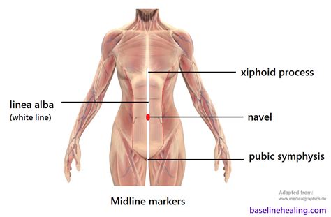 Get Anatomy Xiphoid Process Background