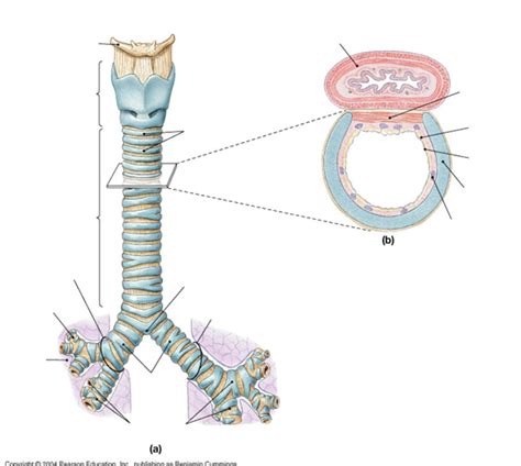 Trachea Anatomy Diagram Quizlet