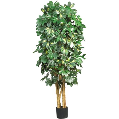 Creations Of Earth Consulting And Plant Maintenance Inc 5 Schefflera Silk Tree Green Potted