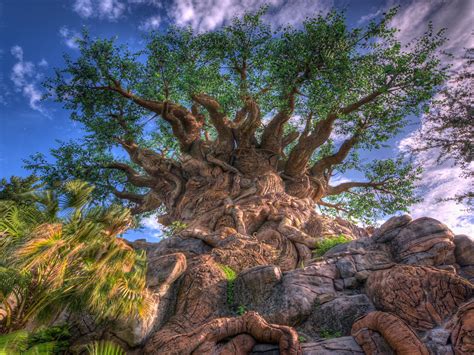 The Tree Of Life Wallpapers And Images Wallpapers