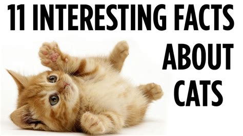 11 Interesting Facts About Cats Youtube