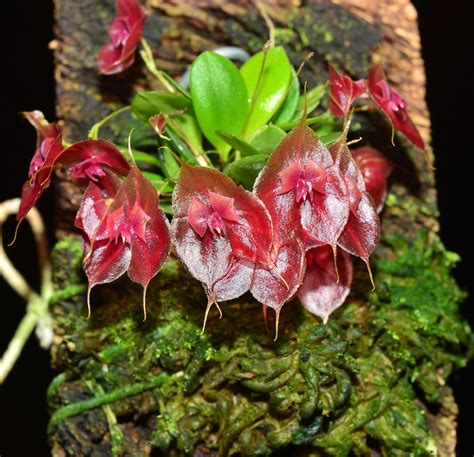 Lepanthes tsubotae