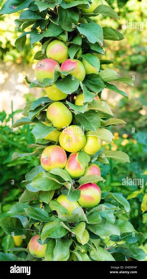 Columnar Apple Tree In The Orchard Plenty Of Ripe Apples On One Trunk