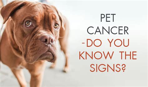 Pet Cancer Do You Know The Signs Cloquet Animal Hospital