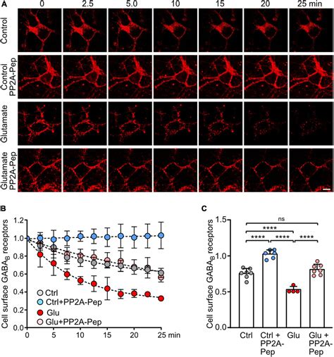 Frontiers Protein Phosphatase 2a Regulation Of Gabab Receptors Normalizes Ischemia Induced