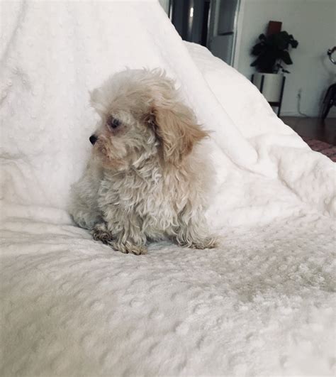 We did not find results for: Teacup Maltipoo PUppy for sale los angeles california ...
