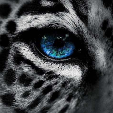 Pin By Amy Vance On Feline Leopard Eyes Eyes Wallpaper Leopard