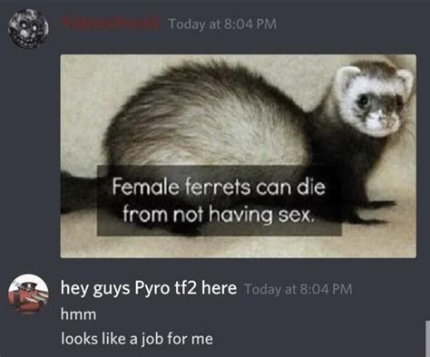 Female Ferrets Can Die From Not Having Sex Hey Guys Pyro Here Foday At Hmm Looks Like A Job For