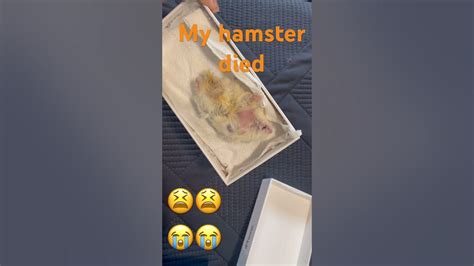 My Hamster Died Rip Youtube