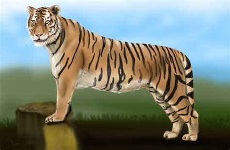 How to draw a tiger, step by step? Learn How to Draw a Tiger (Zoo Animals) Step by Step ...