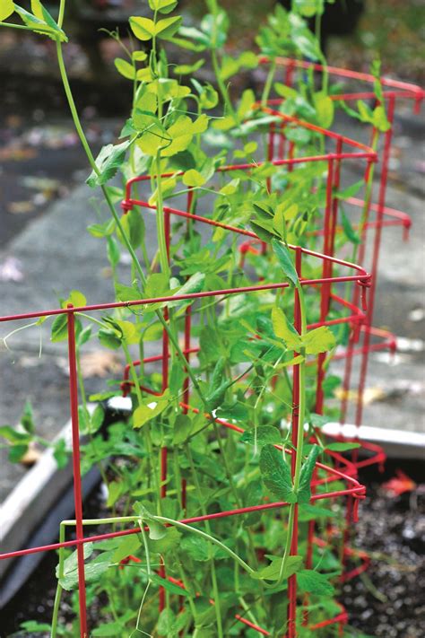 Since they also have fragile roots, planting directly outdoors once the temperature is as noted is advised. How to Grow Sugar Snap Peas | HGTV