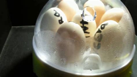Day 2 Of Incubating Chicken Eggs Youtube
