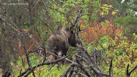 Maine Opens Moose Lottery For 2020 Hunting Permits