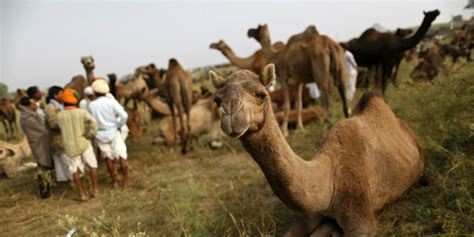 Deadly Mers Virus Found In Saudi Arabian Camel Fox News