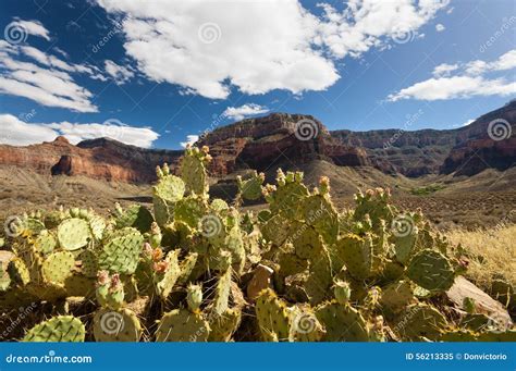 Grand Canyon Natural Flora Cactus Stock Image Image Of Formation