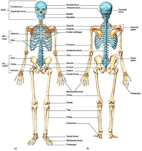 Skeletal System Organization Of The Skeletal System