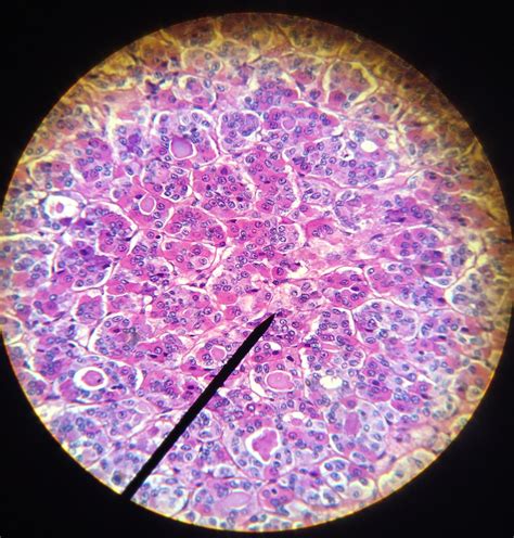 Lab Histology Pituitary Gland Diagram Quizlet Sexiz Pix