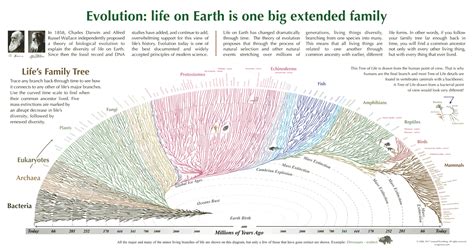 Pin On Tree Of Life Data Diagram