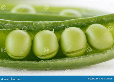 Four Peas In A Pod Stock Photo Image 22117790