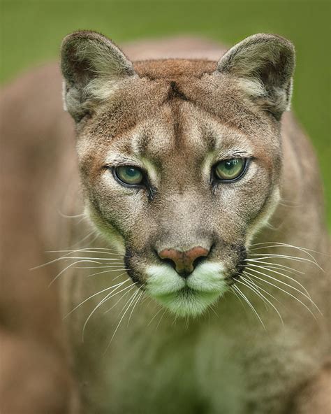 Cougar Portrait Photograph By Murray Rudd Fine Art America