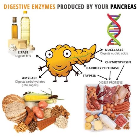The 4 Best Digestive Enzymes For Excellent Health