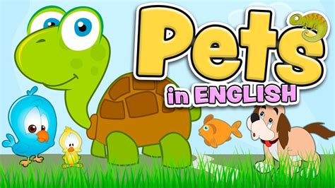 PETS in English for kids - YouTube