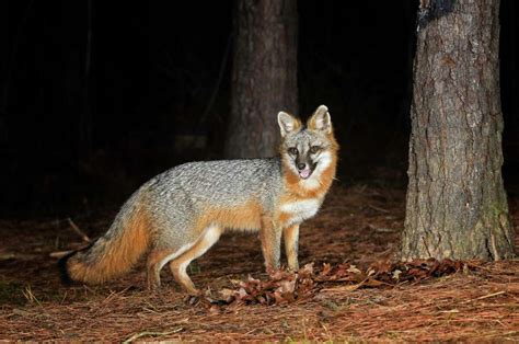 Sas Common Critters San Antonios Gray Foxes Becoming More Visible