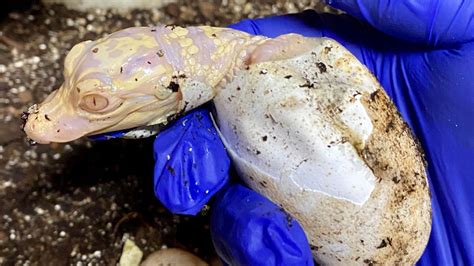 Rare Albino Alligators Hatch At Wild Florida