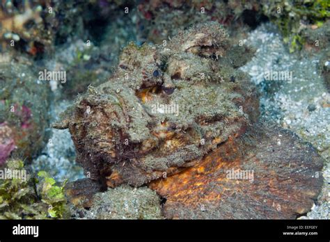 Estuarine Stonefish Synanceia Horrida Ambon Moluccas Indonesia