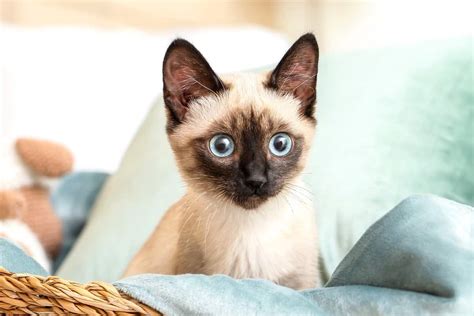 Seal Point Siamese Cat Info Facts Traits Pictures And Faqs