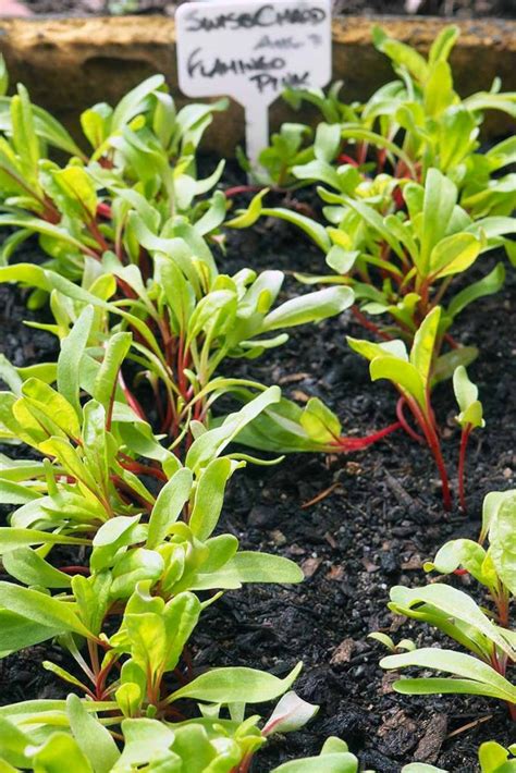 When To Plant Swiss Chard For Autumn Harvests Gardeners Path