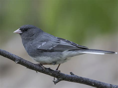 15 Winter Birds In Wisconsin With Pictures Sonoma Birding