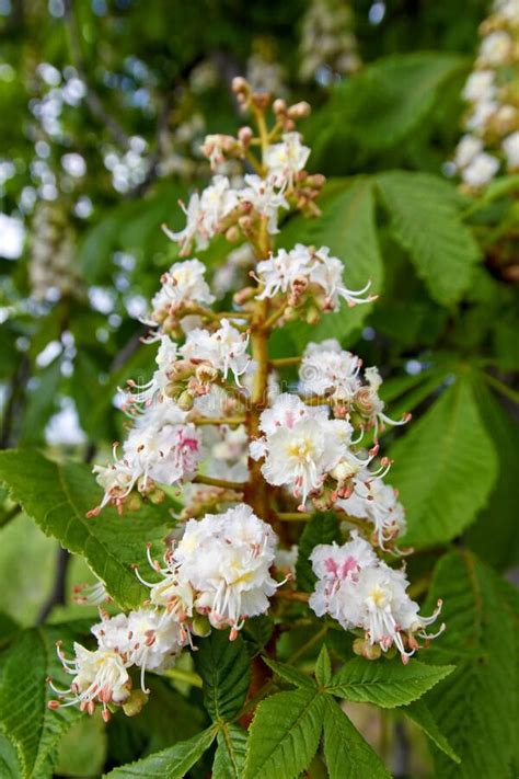 Horse Chestnut Aesculus Hippocastanum Conker Tree Blooming Flowers