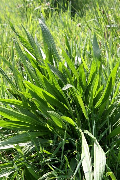 Healing Weeds Plantain Wild Plants Plantains Plants